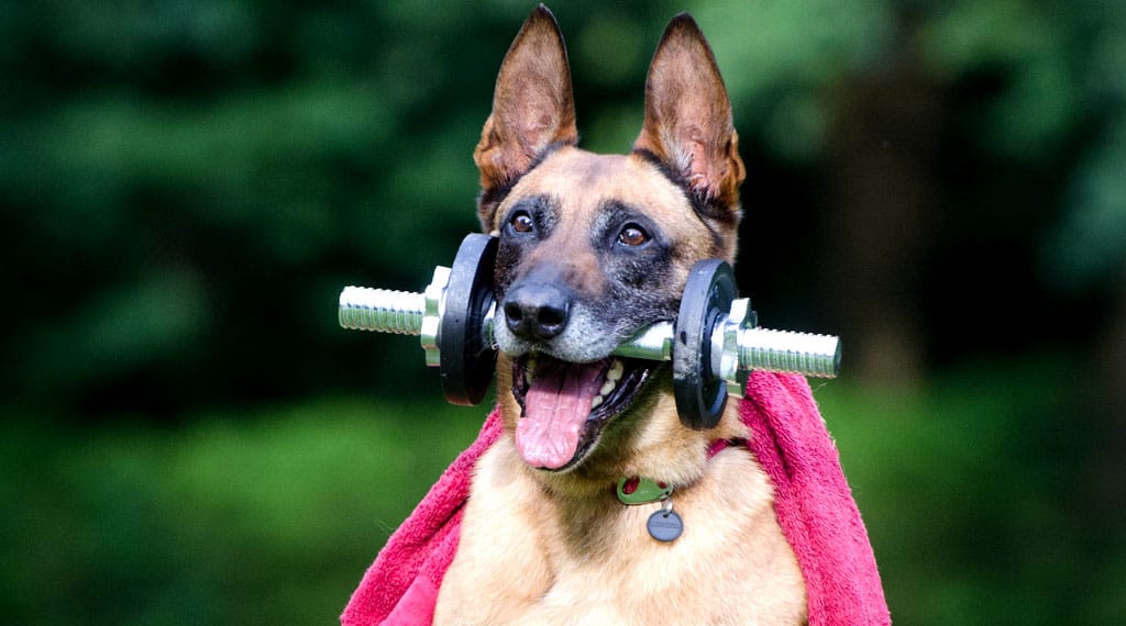 Hábitos Saudáveis e Exercícios Para Pets Felizes