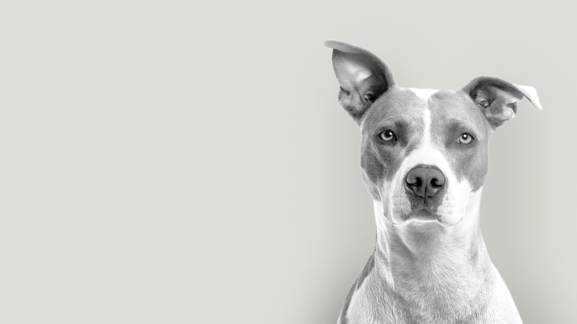 Cachorro ao colo de uma pessoa, em casa
