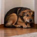 Cachorro encolhido e tremendo num canto da sala, entre a parede e o sofá, com o corpo baixo e as orelhas para trás