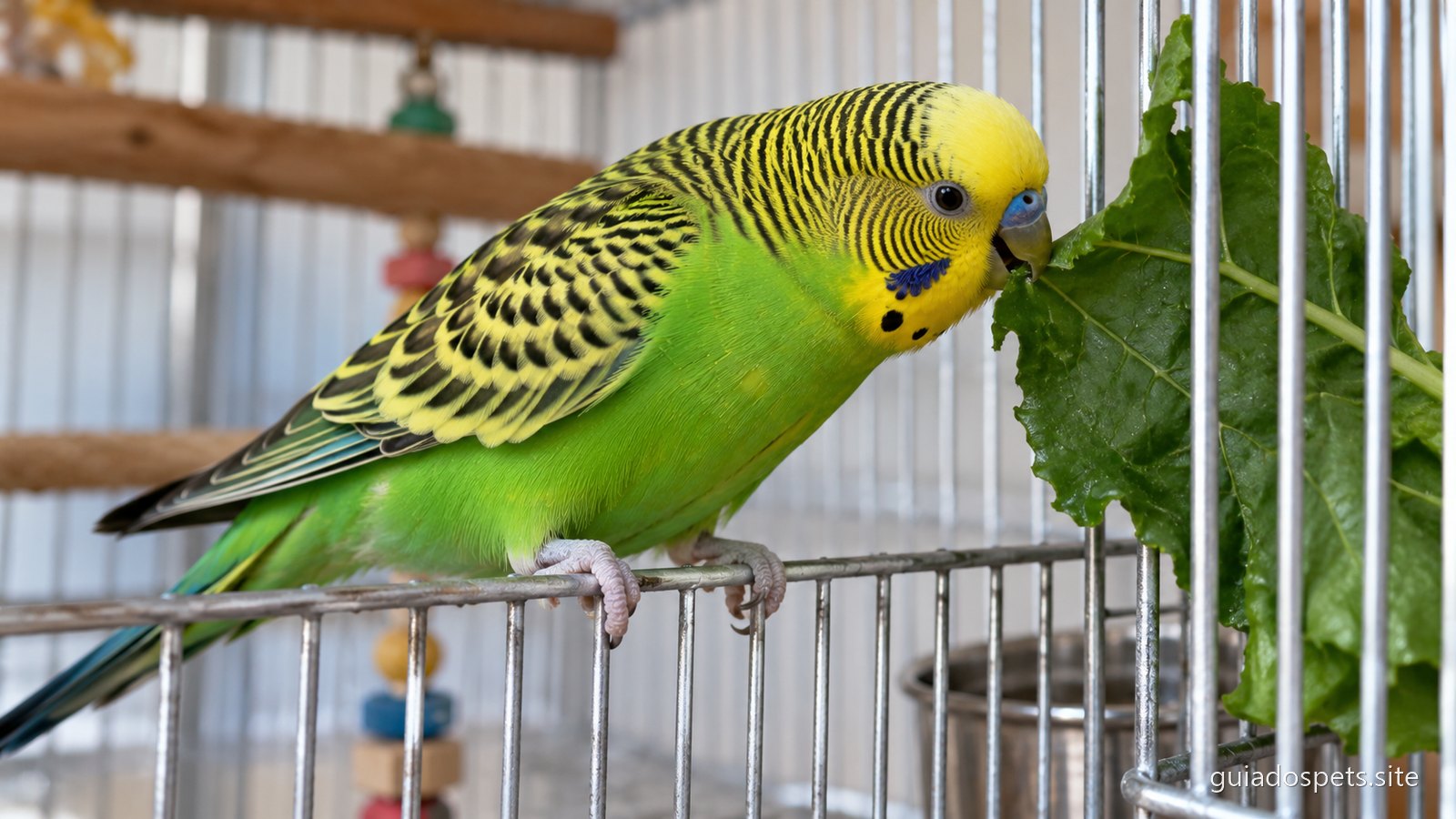 Periquito australiano verde pousado na grade da gaiola, bicando uma folha verde escura presa entre as barras